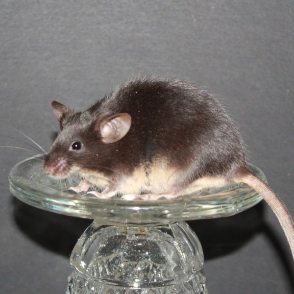 Black Tan Standard female mouse