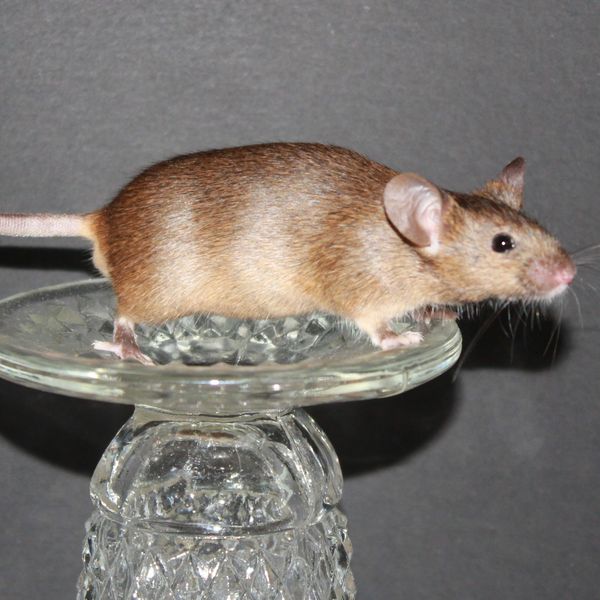 Agouti Standard male mouse
