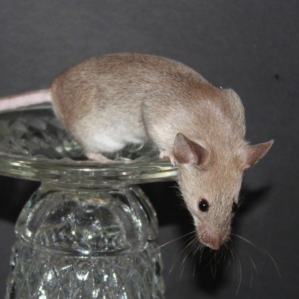 Dove Agouti Standard male mouse