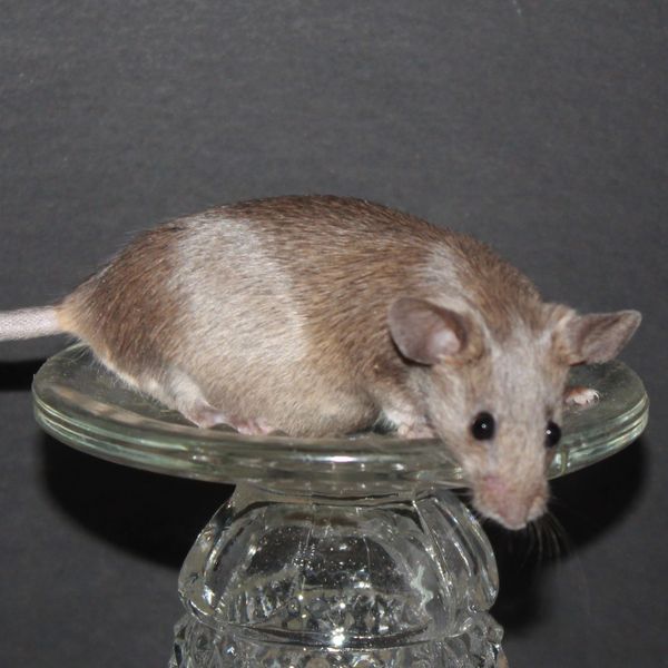 Blue Agouti Standard female mouse