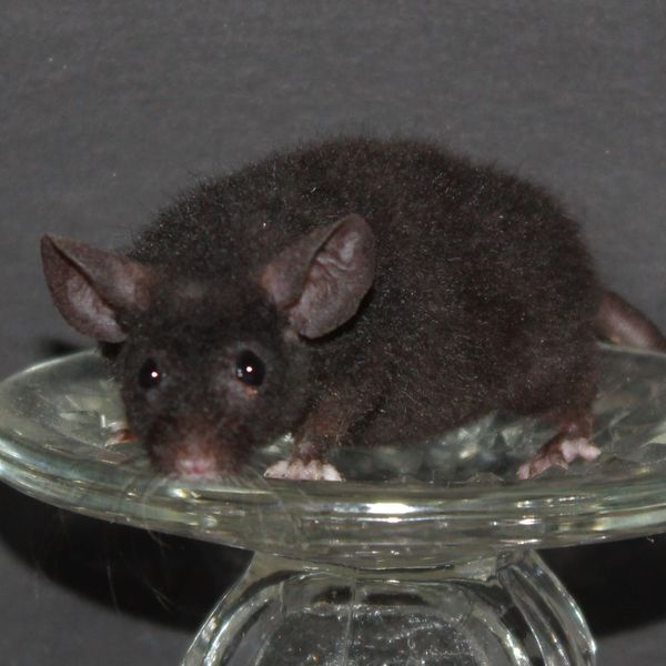Black Self Fuzzy Angora female mouse