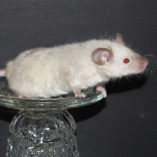 Chocolate Point Siamese Texel male mouse