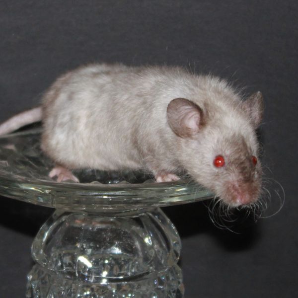 Seal Point Siamese Texel male mouse