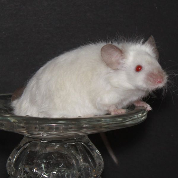 Blue Point Siamese Texel male mouse