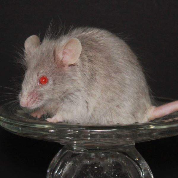 Silver Self Angora female mouse
