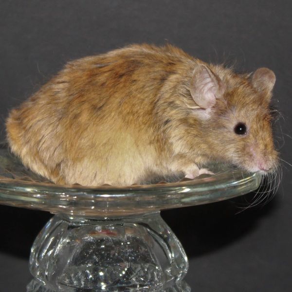 Brindle Texel Manx female mouse