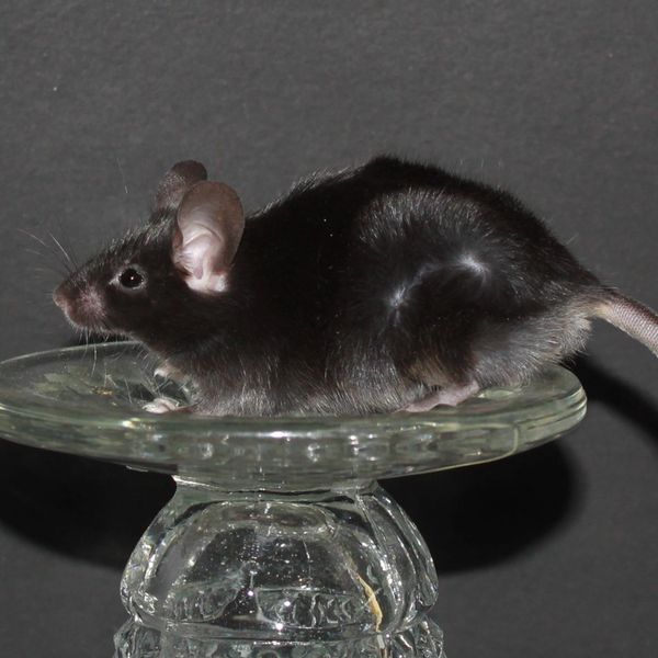 Black Self Abyssinian male mouse