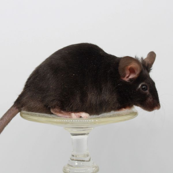 Extreme Black Self Rex male mouse