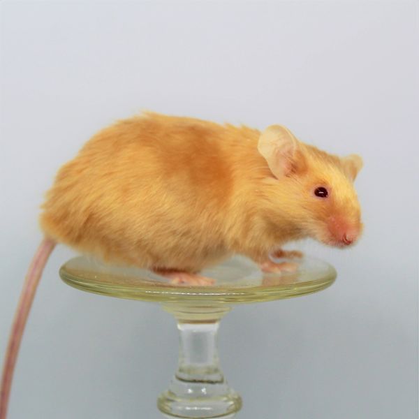 Pink-eyed (Recessive Yellow) Orange Self Satin Angora female mouse