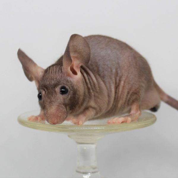 Black Self Dominant Hairless male mouse