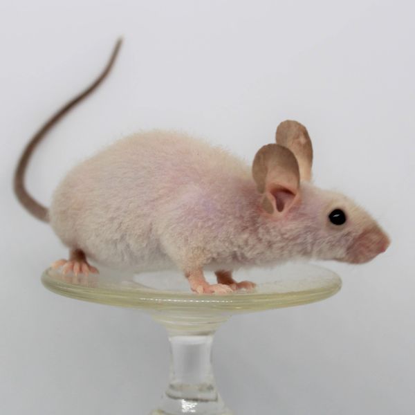Colorpoint Beige Fuzzy male mouse