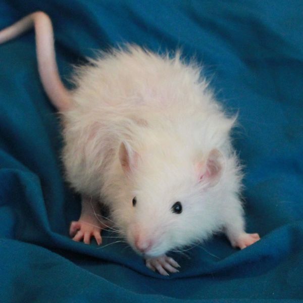 Black-eyed Himalayan Harley Standard female rat