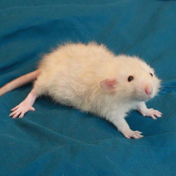 Black-eyed Siamese Harley Dumbo male rat