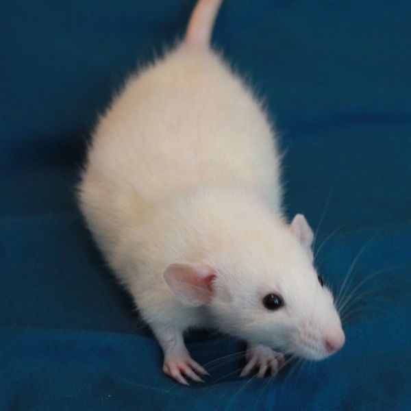 Black-eyed Himalayan Dumbo male rat