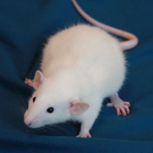 Black-eyed Himalayan Dumbo female rat