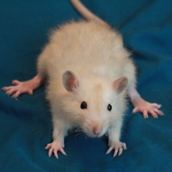 Black-eyed Siamese Harley Standard male rat