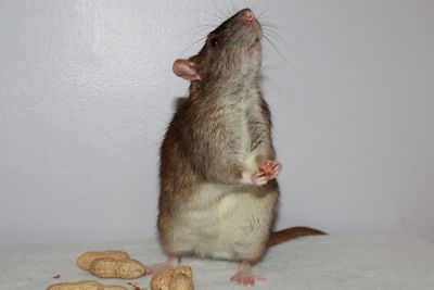 Agouti English Irish Standard Male Rat