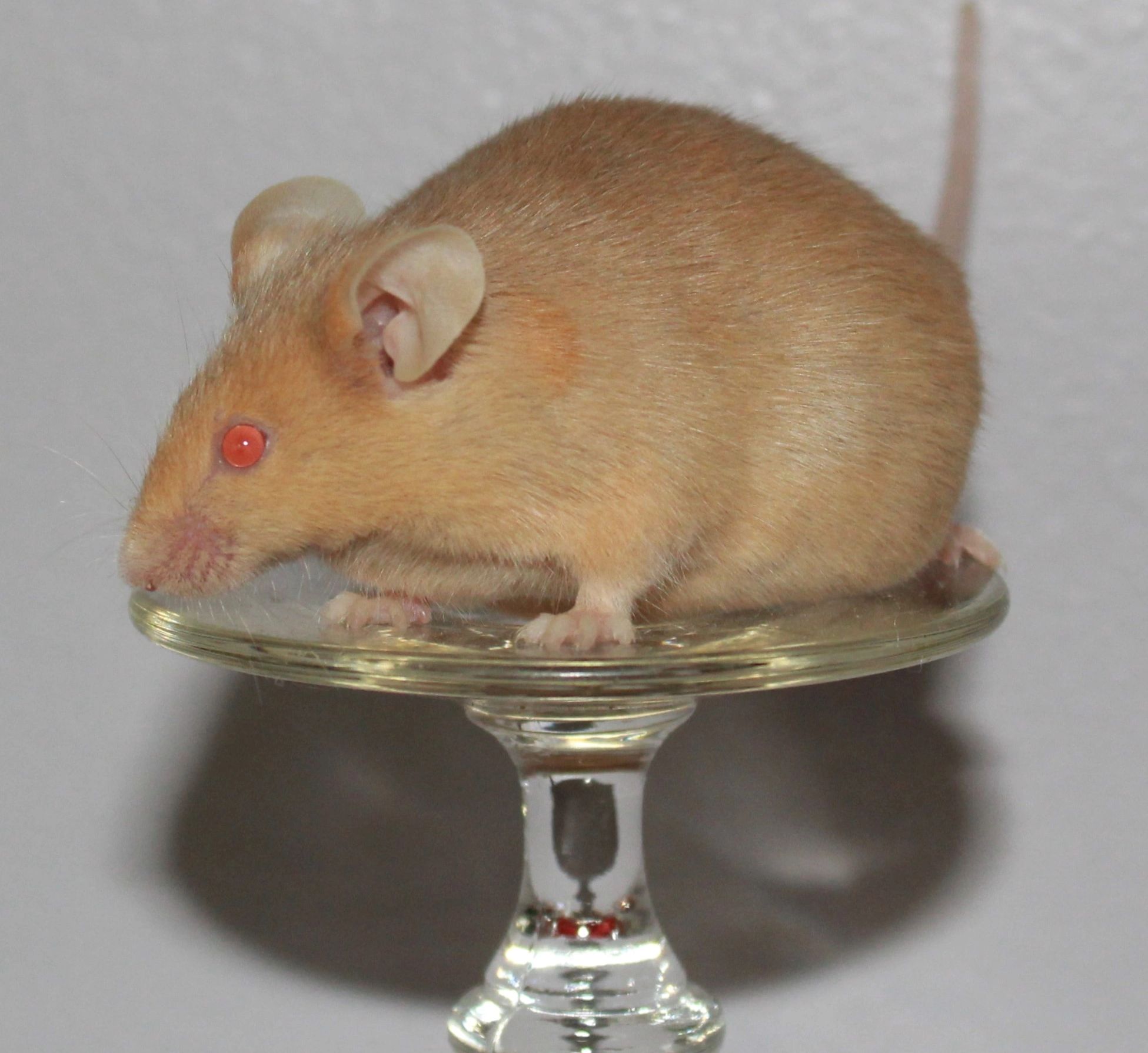 golden fancy mouse