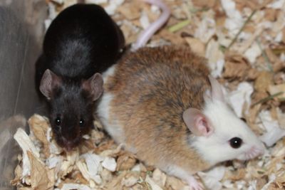 Black Standard Female Mouse and Cinnamon Pied Female African Soft-fur