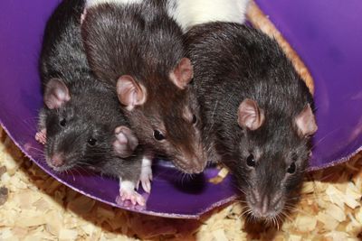 Rats in a bowl