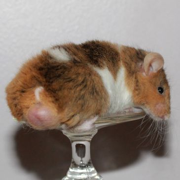 Brindle Pied Texel male mouse