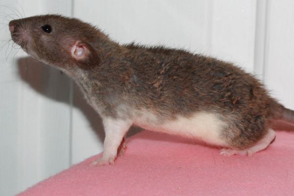 Agouti Variegated Berkshire Dumbo Rex male rat