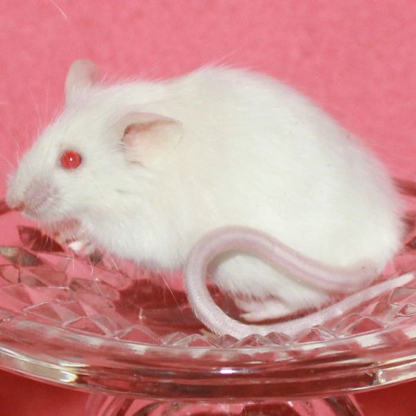 Albino Angora female mouse