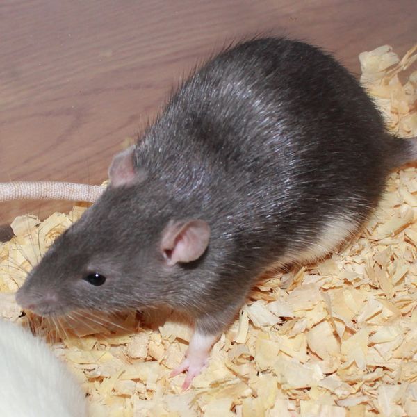 Russian Blue Berkshire Standard female rat