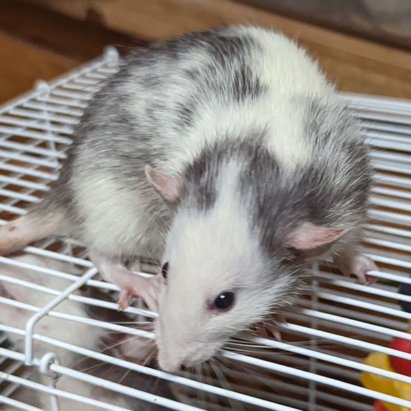 Black Dalmatian Standard Dumbo female rat