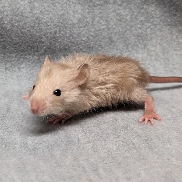 Burmese Harley Standard male rat baby