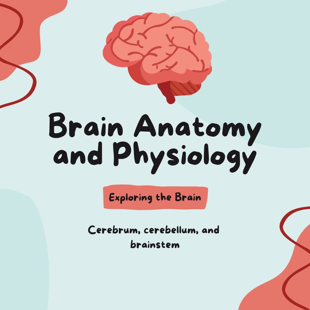 THE BRAIN ANATOMY AND PHYSIOLOGY visual data 6