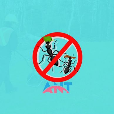 ants control services / ant treatment