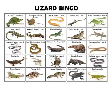 TYPES OF LIZARDS