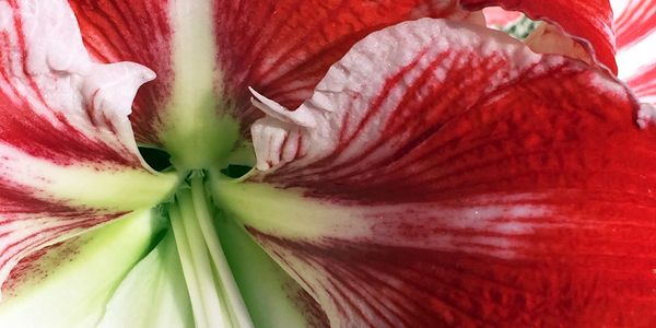 Brilliant red amaryllis is inspiration for transformation and change
