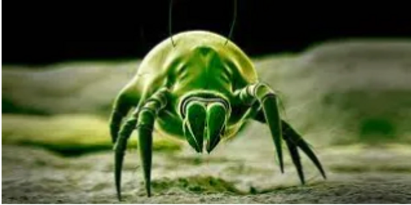 Dust mites that live in your home right now. Get better indoor air quality with Aeroseal duct seal