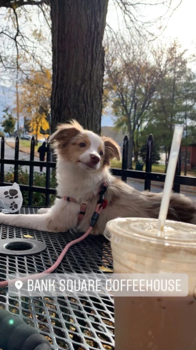 Baby Ruby enjoying some crisp fall air at Bank Square's outdoor patio. Baby Ruby enjoying some crisp fall air at Bank Square's outdoor patio.