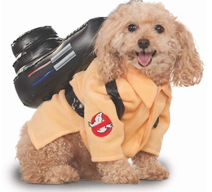 Best Halloween Costume Ideas For Pets 2021