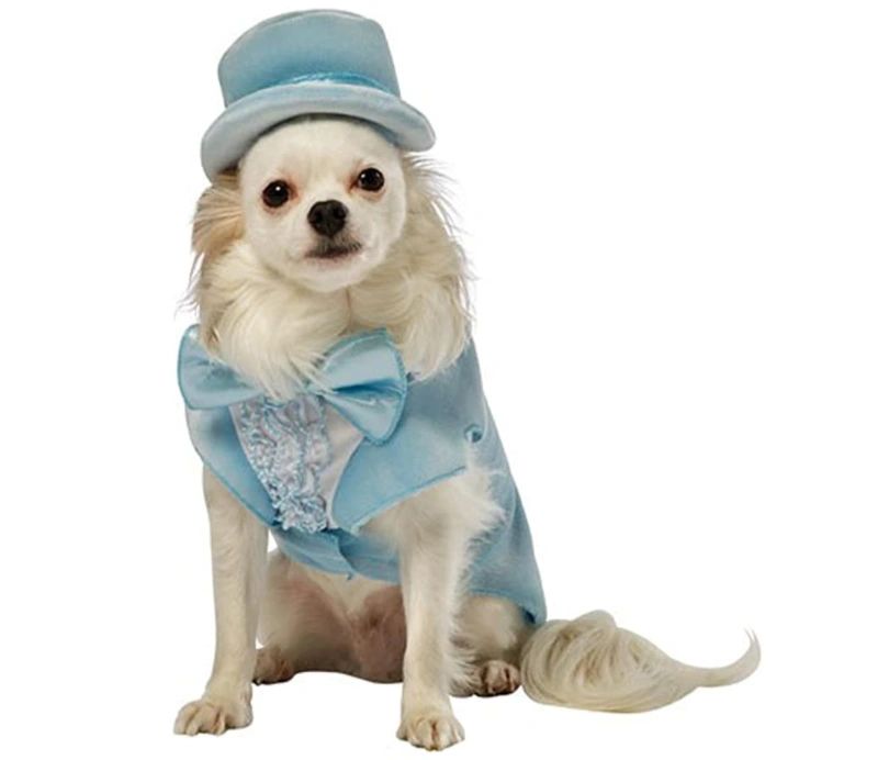 Best Halloween Costume Ideas For Pets 2021