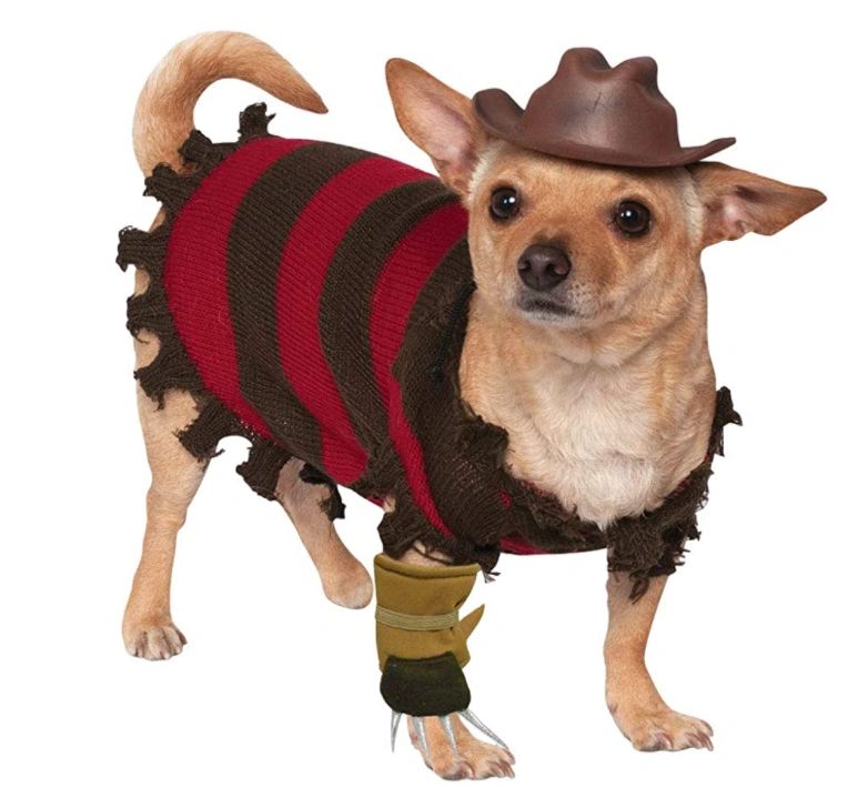 Best Halloween Costume Ideas For Pets 2021