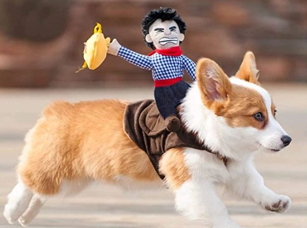 Best Halloween Costume Ideas For Pets 2021