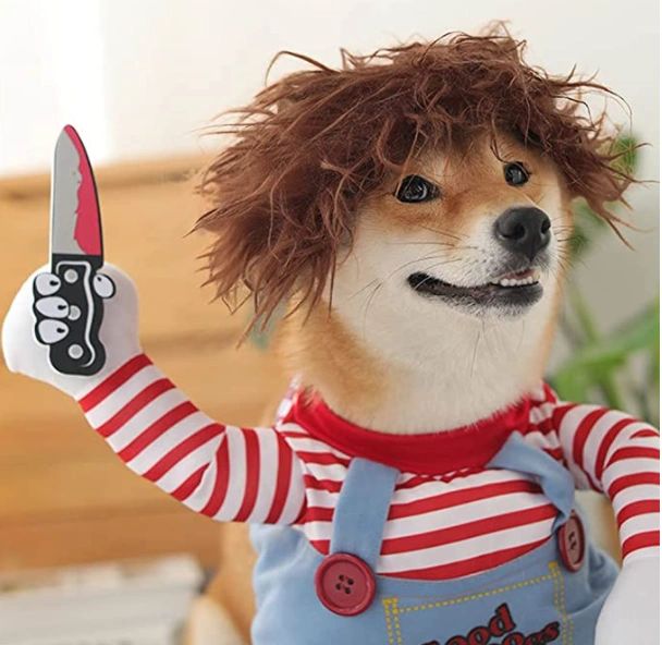 Best Halloween Costume Ideas For Pets 2021