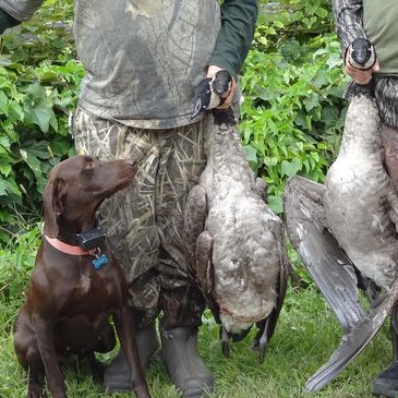 German Shorthaired Pointers Of Freedom Farms
