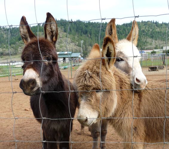 three donkey foals