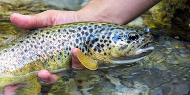 rainbow trout, Fenton lake, Jemez River