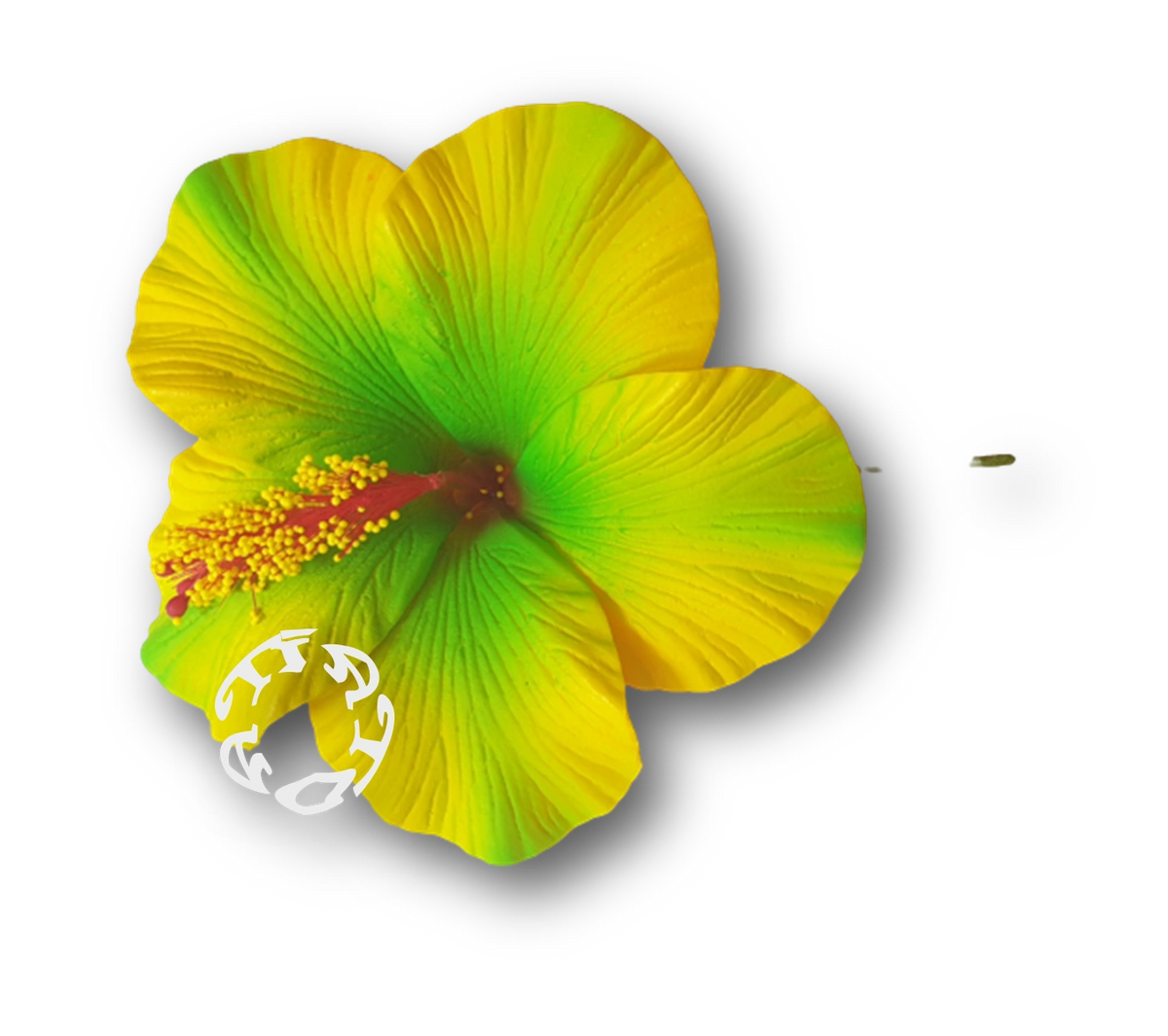 Hibiscus foam flower p2