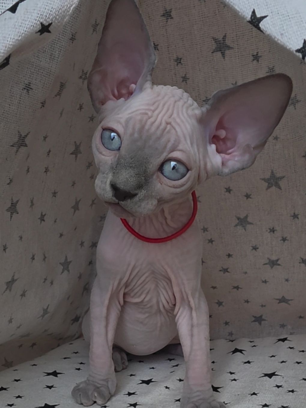 Close-up of a hairless Sphynx kitten with blue eyes and a red collar.