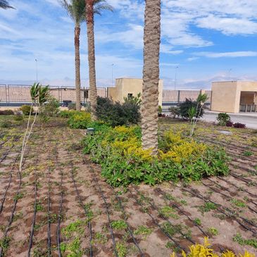 Garden area with palm trees and drip irrigation system under a partly cloudy sky.