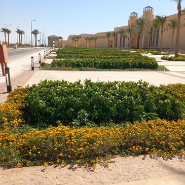 Well-maintained garden beds with green shrubs and orange flowers along a pedestrian walkway near a building.