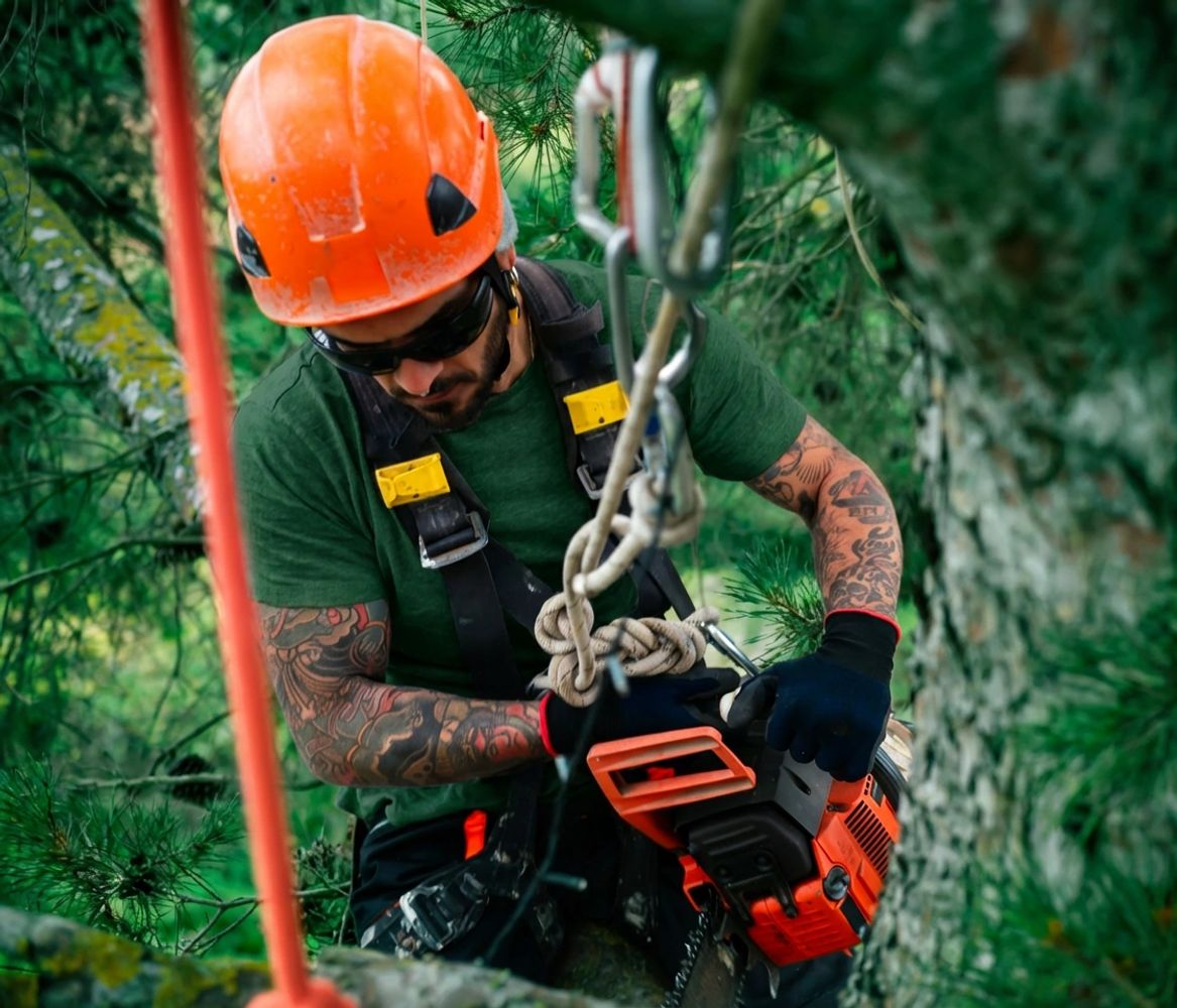 Hazardous tree trimming