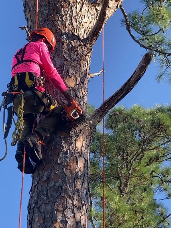 PRO ARBOR TREE TRIMMING